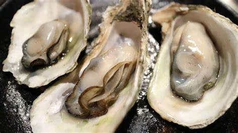 OYSTER CULTURE